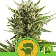 Sweet Skunk Automatic - Royal Queen Seeds