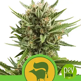 Sweet Skunk Automatic - Royal Queen Seeds