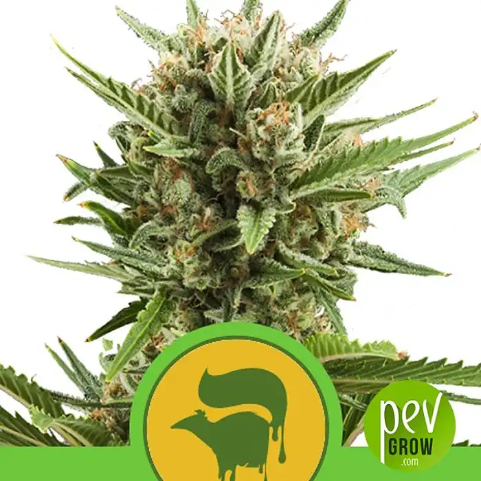 Sweet Skunk Automatic - Royal Queen Seeds