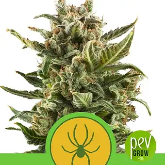 White Widow Automatic - Royal Queen Seeds