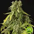Blue Cheese Auto - Dinafem Seeds Blue Cheese Auto - Dinafem Seeds