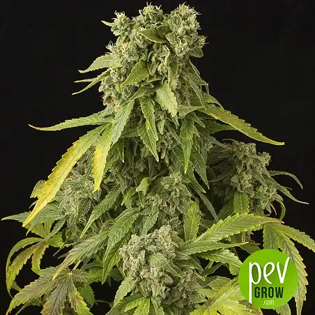 Blue Cheese Auto - Dinafem Seeds
