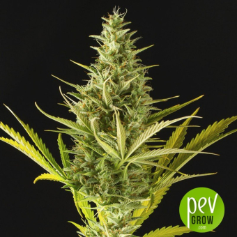 Cheese XXL Auto