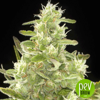 Critical + Auto
