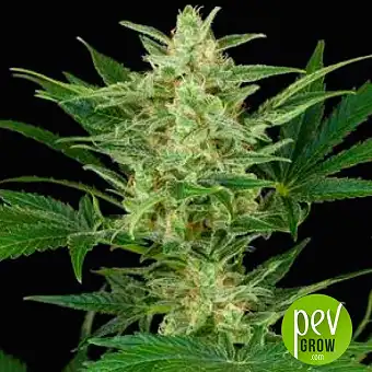 Critical Jack Auto - Dinafem Seeds