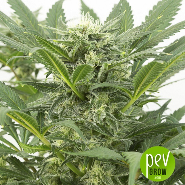 Dinamex Auto - Dinafem Seeds