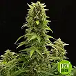 Haze 2.0 Auto - Dinafem Seeds Haze 2.0 Auto - Dinafem Seeds