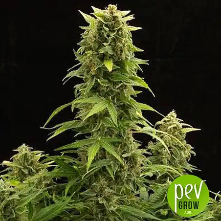 Haze 2.0 Auto - Dinafem Seeds