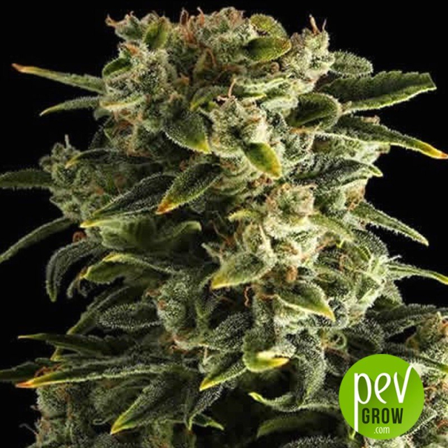 Haze Auto - Dinafem Seeds