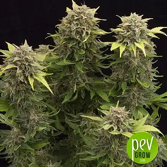 Moby Dick Auto - Dinafem Seeds