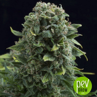 White Cheese Auto - Dinafem Seeds