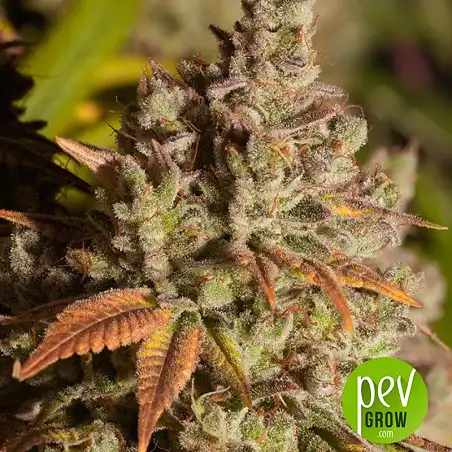 Guerilla Glue - Bulk Seed Bank