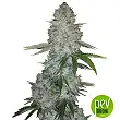 Auto Guerilla Glue - Bulk Seed Bank