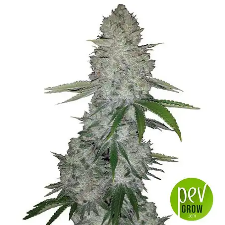 Auto Guerilla Glue - Bulk Seed Bank