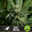Blue Dream - Blimburn Seeds Blue Dream - Blimburn Seeds