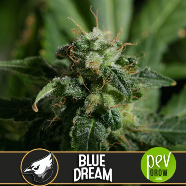 Blue Dream - Blimburn Seeds