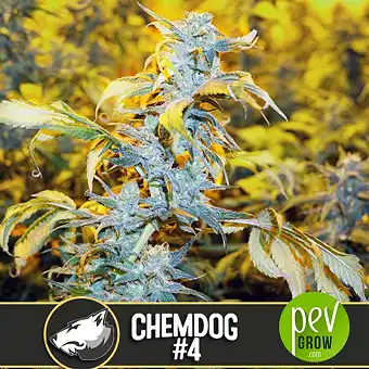 Chemdog 4 - Blimburn Seeds