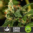 Green Crack - Blimburn Seeds