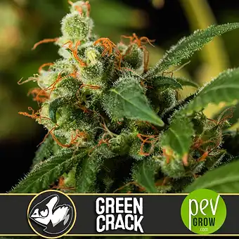 Green Crack - Blimburn Seeds