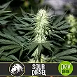 Sour Diesel - Blimburn Seeds