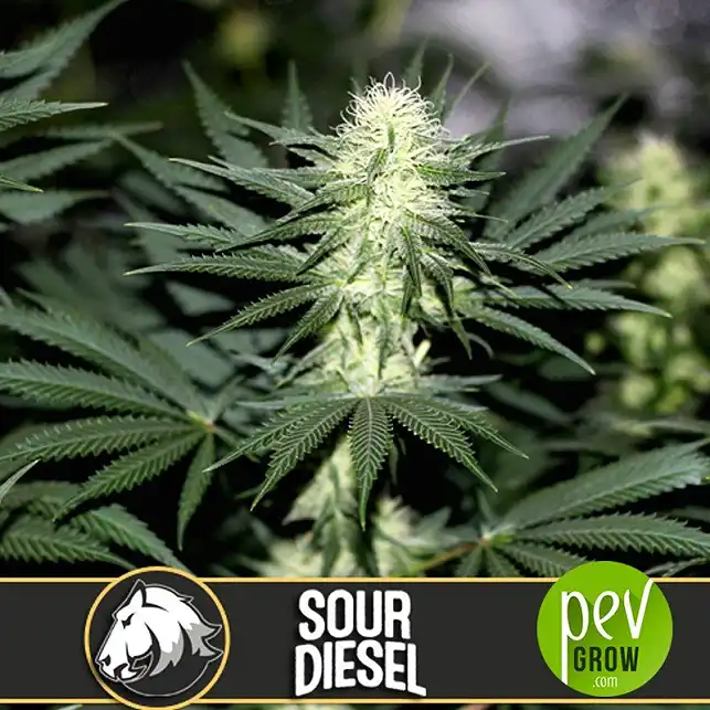 Sour Diesel - Blimburn Seeds