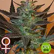 K.C 48 Auto - KC Brains