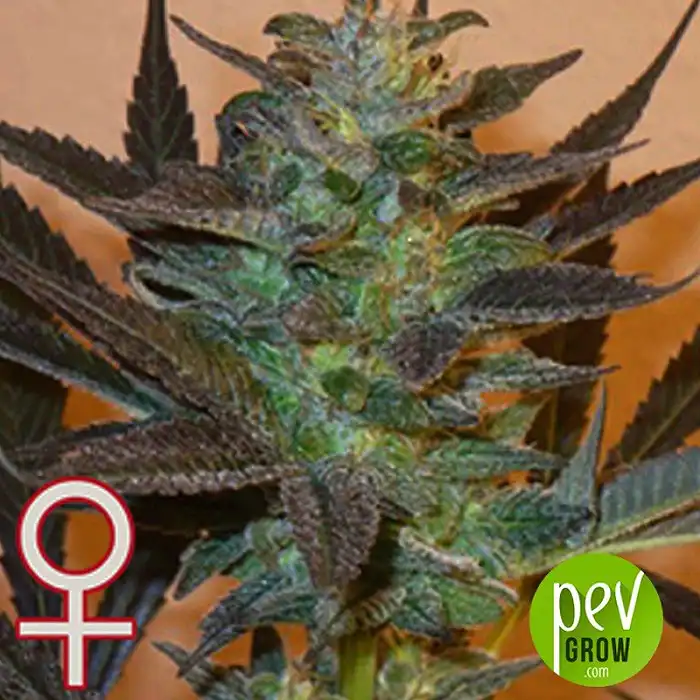 K.C 48 Auto - KC Brains