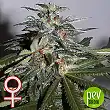 K.C 51 Auto - KC Brains