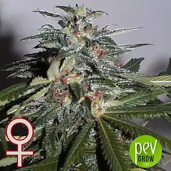 K.C 51 Auto - KC Brains