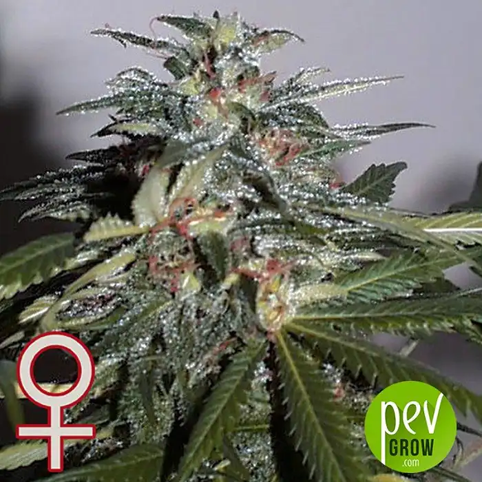 K.C 51 Auto - KC Brains