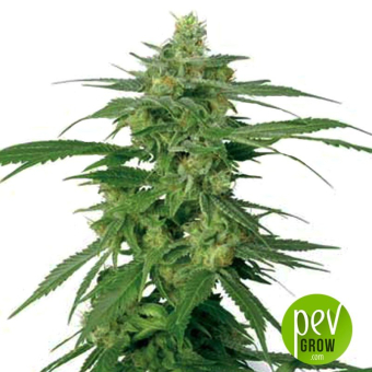 Holland's Hope - White Label Seeds