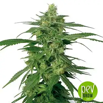 Holland's Hope - White Label Seeds