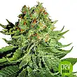 Northern Lights Automatic - White Label