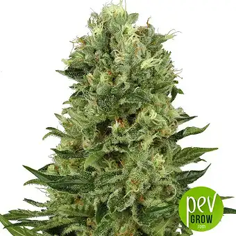 Skunk Automatic - White Label