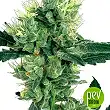White Haze - White Label Seeds