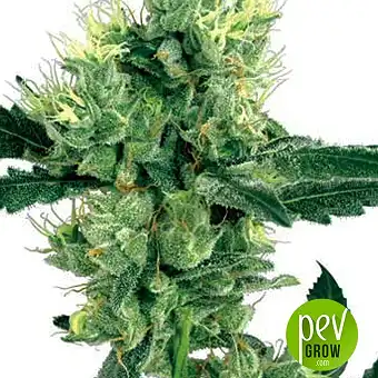 White Haze - White Label Seeds