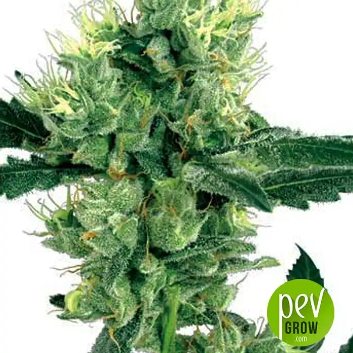 White Haze - White Label Seeds