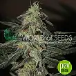 Northern Light x Big Bud Early Harvest - World of seeds Northern Light x Big Bud Early Harvest - World of seeds