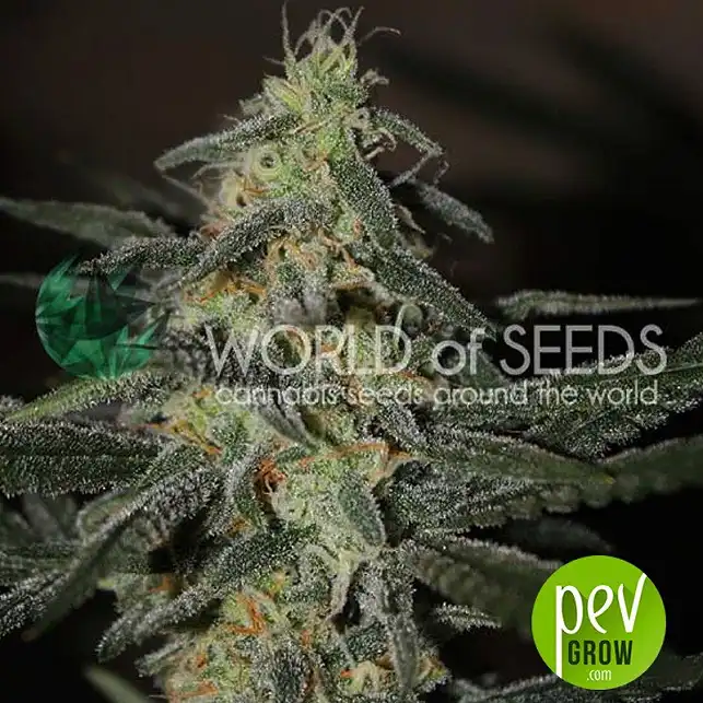 Northern Light x Big Bud Early Harvest - World of seeds