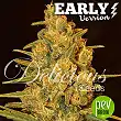 Critical Sensi Star Early Version - Delicious Seeds