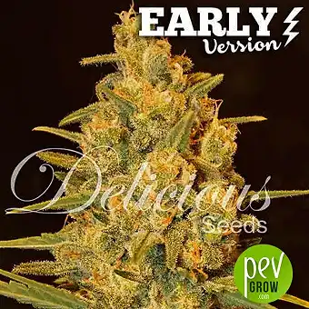 Critical Sensi Star Early Version - Delicious Seeds
