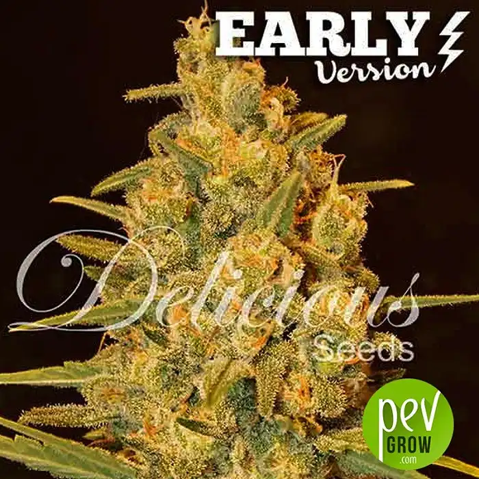 Critical Sensi Star Early Version - Delicious Seeds