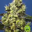 Sweet Gelato Auto - Sweet Seeds