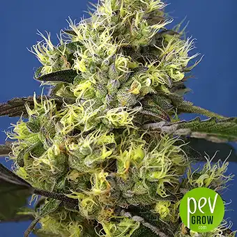 Sweet Gelato Auto - Sweet Seeds