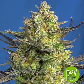Sweet Cheese XL Auto - Sweet Seeds