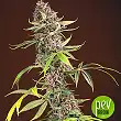 Red Mandarine F1 Fast Version - Sweet Seeds Red Mandarine F1 Fast Version - Sweet Seeds