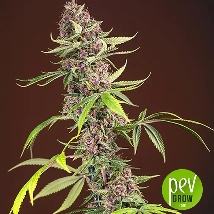 Red Mandarine F1 Fast Version - Sweet Seeds