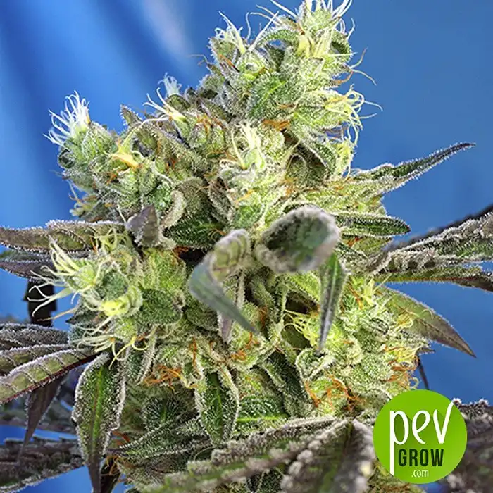 Do Sweet Dos - Sweet Seeds