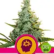 Amnesia Mac Ganja - Royal Queen Seeds
