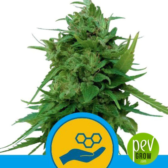Solomatic CBD